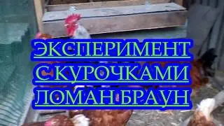 ЭКСПЕРИМЕНТ С КУРОЧКАМИ ЛОМАН БРАУН/ИНКУБАЦИЯ КУРИНЫХ ЯИЦ.