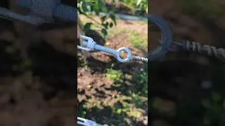 стяжка для виноградной лозы
