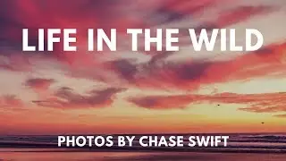 Life In The Wild - Portfolio of Wildlife Images by Chase Swift