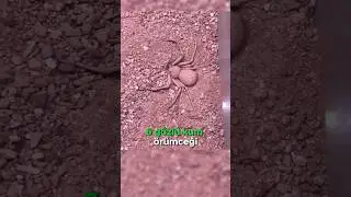 Ninja Değil Örümcek! 🕸️❌🥷🏻🕷️