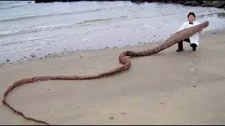 Топ 3 странных существ. top 3 strange creatures
