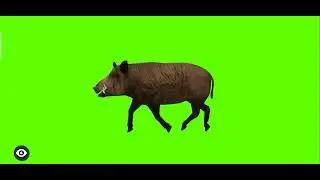 Green Screen pig Walking | Green Screen cartoon character | Green Screen | 