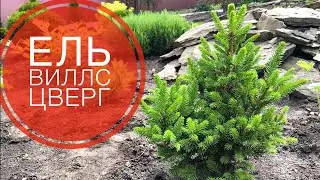 ИЗЮМИНКА сада🌲Альтернатива Конике🌲ЕЛЬ Виллс Цверг