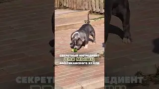 Как прокачать собаке все мышцы? Хотите собачку таких габаритов?