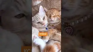 Успейте заказать мягкие окна по старым ценам - они вырастут | ОКНАТЕНТ