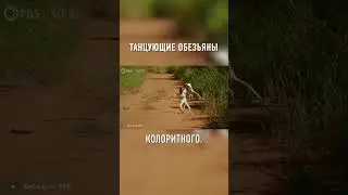 Это Самые ВЕСЕЛЫЕ Приматы в Мире 