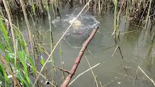Рыбалка на верши (ятеря, морды) в камышах!!!