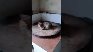 Кот греется на печи. Зима, мороз. Холодно,однако. Кот прикол 