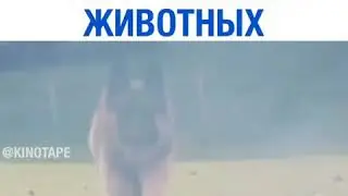 Ударился Головой и Теперь Понимает Животных..