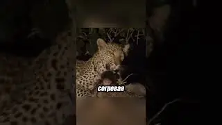 Необычная доброта хищника.  Леопард стал защитником осиротевшего малыша😢