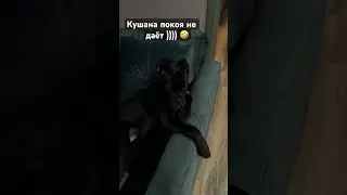 Собака и кошка 