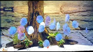 Dream Aquarium for Discus Fish | Gorgeous Blue Diamond Discus Tank