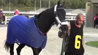 Racing 101: Function Of Horse Blankets