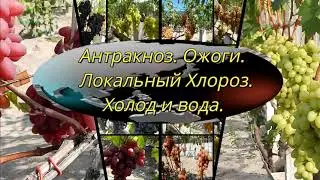 Антракноз. Ожоги. Локальный хлороз. Азот. Вода. Ответы на вопросы.