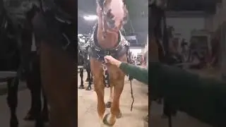Brown Muscle Horse 🐎 