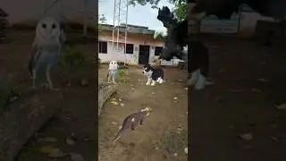 Baby Dog Owl Eagle And Otter #shorts #shortsviral #youtubeshorts