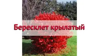 Бересклет крылатый 🌿 Обзор: посадка и уход. крупномеры бересклета : описание и особенности
