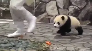 Когда тебе хочется обнимашек | Малыш панды | Baby panda