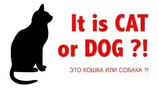 CAT OR DOG