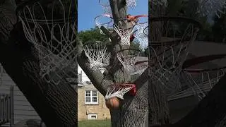 AMAZING Basketball Tree!