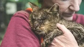 Никто не хотел прикасаться к этому коту, но одна женщина решила иначе
