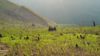 Rice 🌾 cultivation...... nagaland