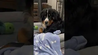 Fluffy Dog Does Not Want To Share His Special Puppy Blankie 😂😂😂