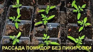 Рассада Помидор: Выращивание без Пикировки.