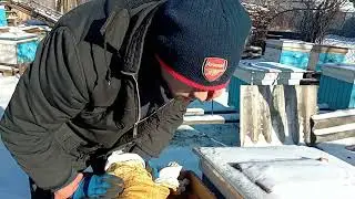 Гибель большой семьи меня удивила! Гляньте,  так как слабые семейки зимуют на ура !