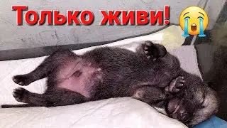 Неужели ещё один щенок погибнет? 