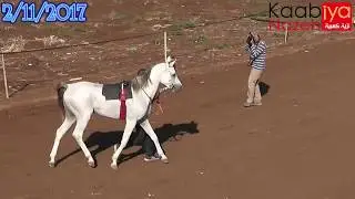 بطولة امهار مواليد 2015 جروب 1 اروجيت ديبالا وحيد كلاسيك وزير الأمل ميدان المطار طمرة 2/11/2017