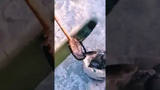 Как ловить Карася Зимой!