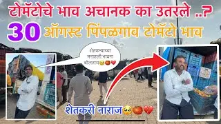 पिंपळगाव टोमॅटोचे भाव अचानक का कमी झाले / शेतकरी झाले नाराज 🥺👨🏻‍🌾 / 30 ऑगस्ट पिंपळगाव टोमॅटो भाव