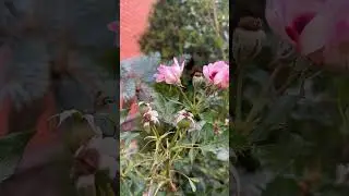 Один из секретов подготовки роз к зиме
