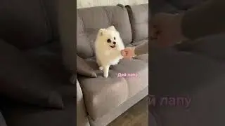 😳 СОБАКА ЗНАЕТ ОЧЕНЬ МНОГО КОМАНД