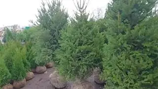 Ель Энгельмана стриженная.