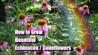 How to Grow Beautiful Echinacea / Coneflowers