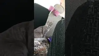 Котопес