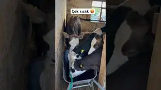 Çok susamışlar ! #buzağı #inek #cowvideos #dana #hayvancılık #hayvanpazari #kurbanlıkfiyatları