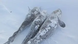 Рыбалка на налима! 4k! 17.12.2023г