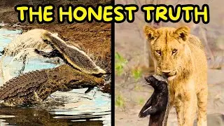 Honey Badgers Don't Give a Sh*t