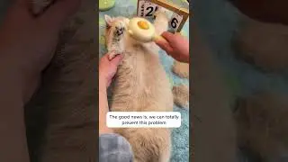 Is it REALLY normal for cats to lick themselves