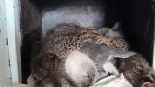 Дальневосточные котята у приёмной мамы-кошки