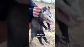 Почему опоссумы притворяются мёртвыми 💀