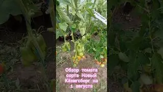 Обзор томата сорта Новый Кëнигсберг за лето. 1августа.