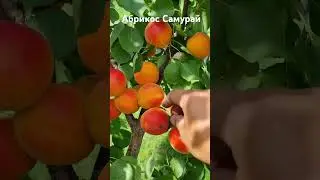 Абрикос Самурай #сад #садівництво #garden #максимгаранжа #абрикос
