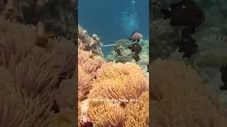 I joined a scientific expedition to save corals in the Maldives 