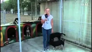 Собаки показывают свое отношение к прессе (прикол)
