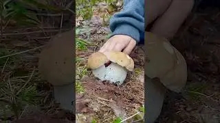 Грибная ПОЛЯНА сводит С УМА! Грибники В ШОКЕ и ОШАРАШЕНЫ, увидев ЭТО! Грибник ТАКОГО НЕ ОЖИДАЛ!