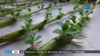 Руки садовода – размножение очитка